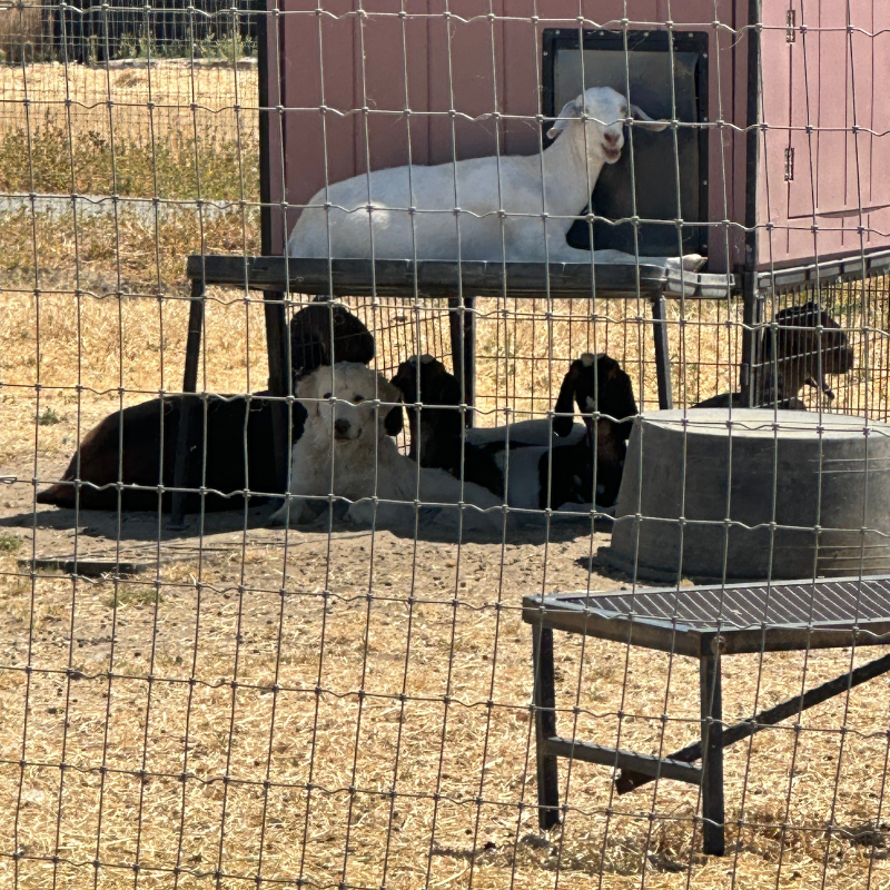 10 Julian - Young Adult Neutered Maremma
