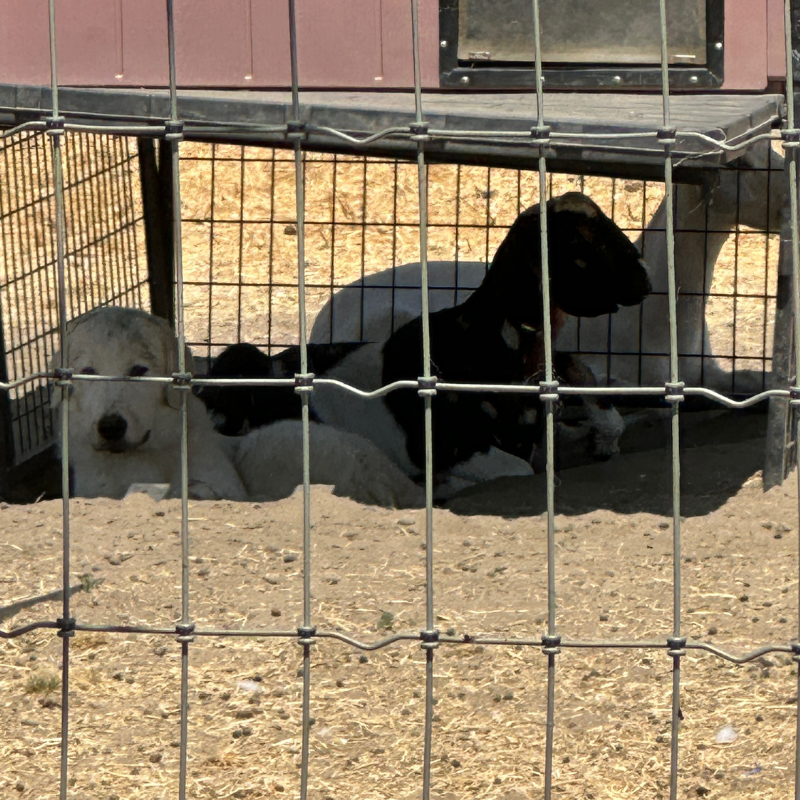 11 1 Julian - Young Adult Neutered Maremma