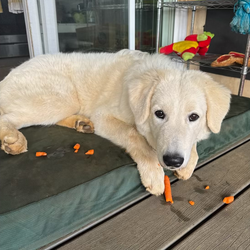 2 3 My Dog Training Journey: From First-Time Owner to Confident Handler