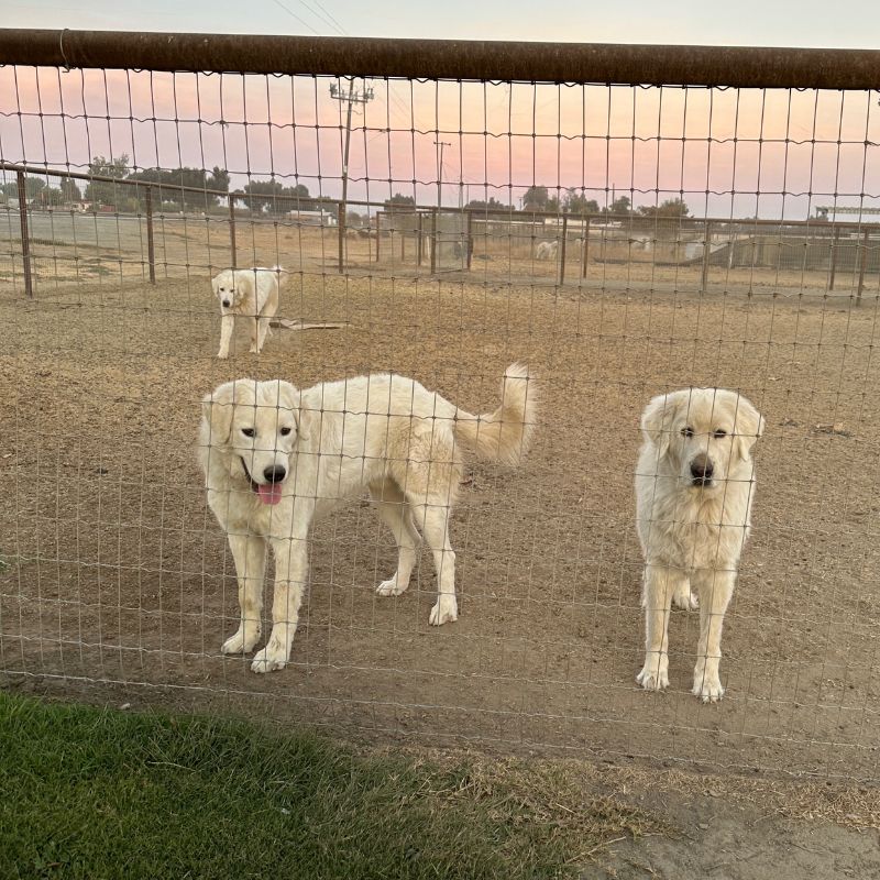 2 6 Julian - Young Adult Neutered Maremma