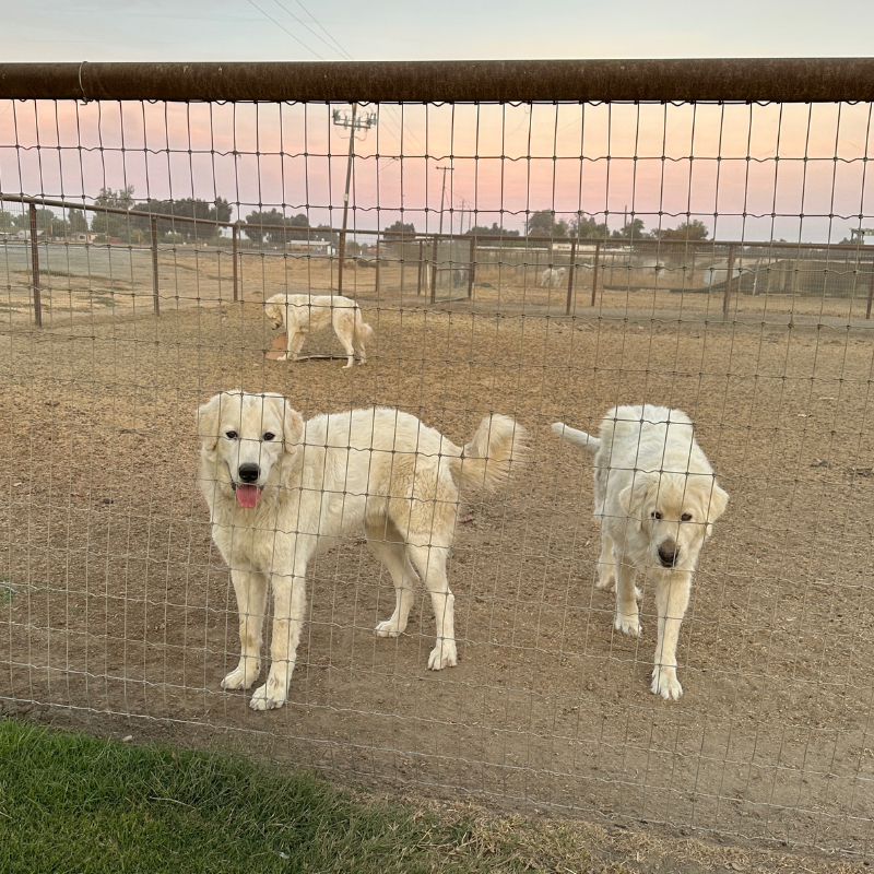 3 5 Julian - Young Adult Neutered Maremma