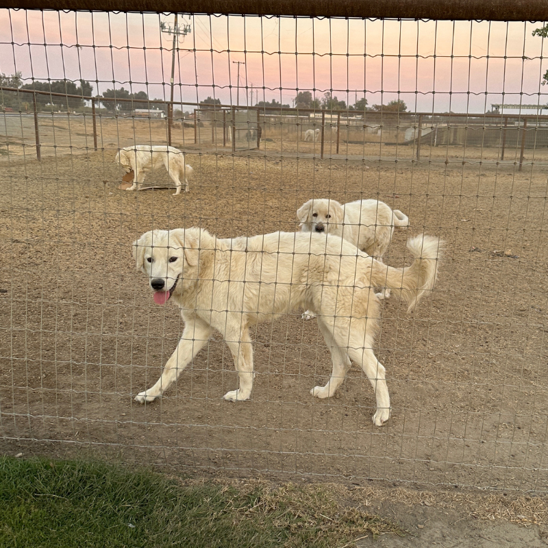 4 4 Julian - Young Adult Neutered Maremma