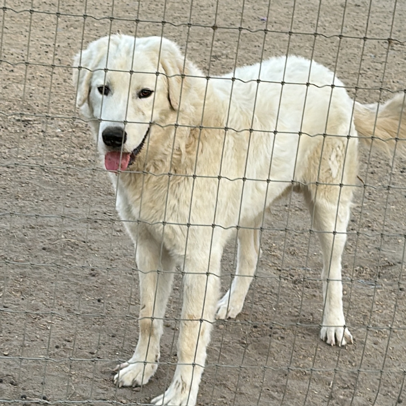 5 3 Julian - Young Adult Neutered Maremma
