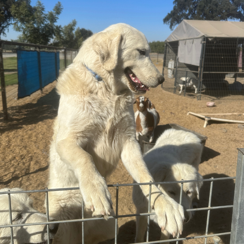 6 3 Julian - Young Adult Neutered Maremma