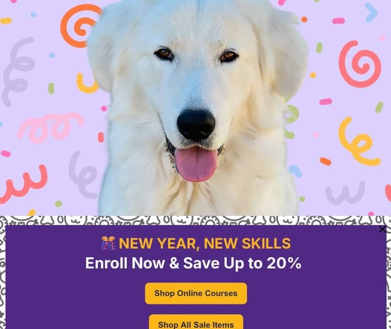 The training course that transformed two dogs (and it’s on sale)