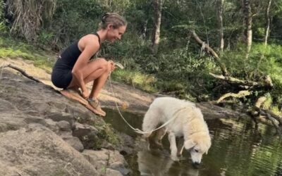 🌺 Sarah tried 3 popular training methods. Here’s what actually worked.