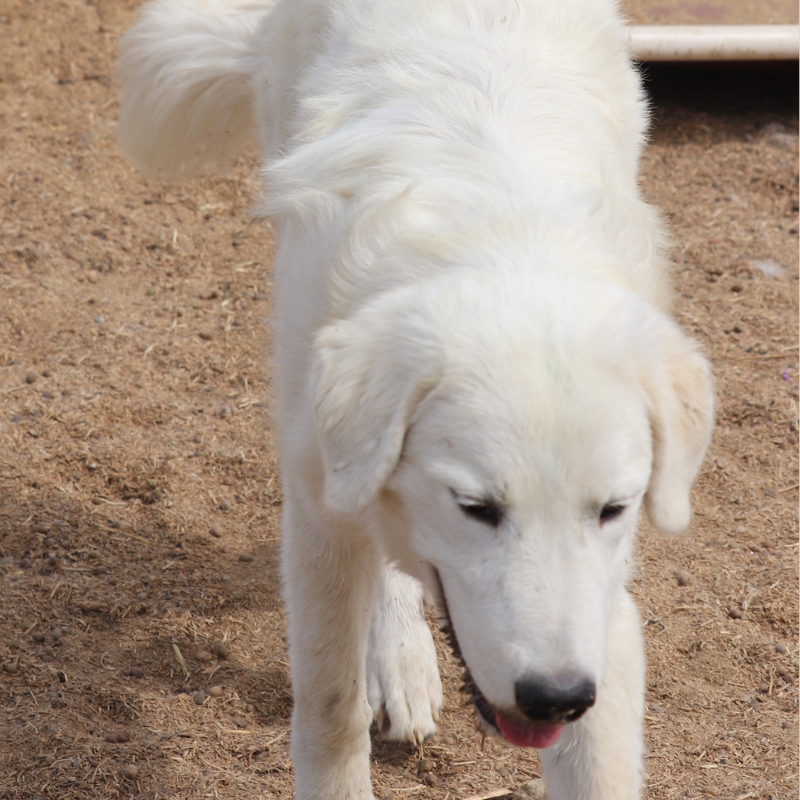 7 2 Julian - Young Adult Neutered Maremma