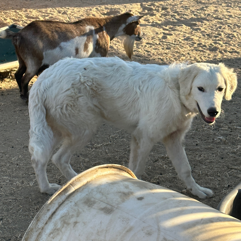 8 1 Julian - Young Adult Neutered Maremma