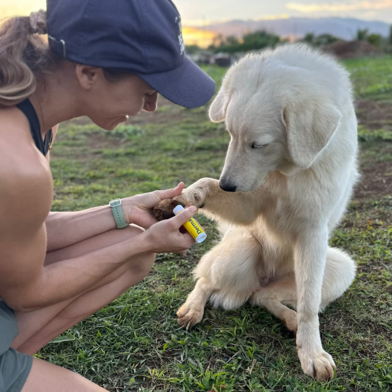 800 x 800 Blog Image 10 Karen Pryor Academy January Sale: 20% Off Dog Training Courses