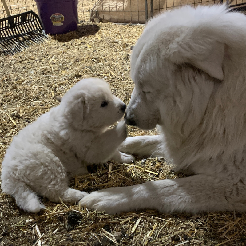 800 x 800 Blog Image 9 Prancing Pony Farm 2025: Honoring Olaf's Legacy Through Loss, Growth & Professional Achievement