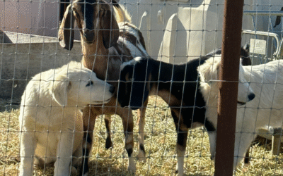 The Best Time to Get Livestock Guardian Dogs (Why Winter Works for Maremma Sheepdogs)