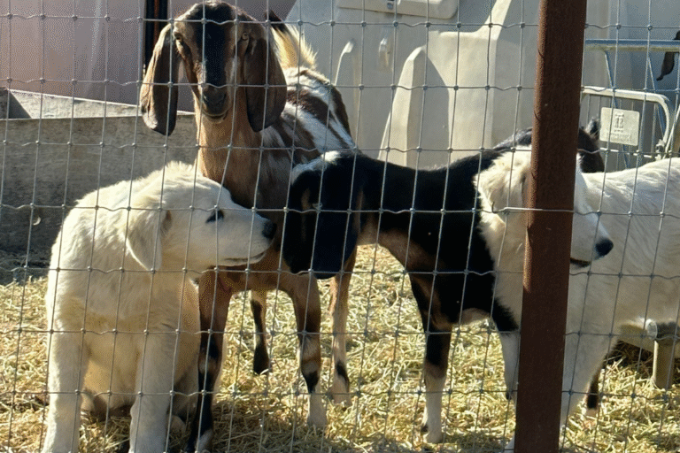 The Best Time to Get Livestock Guardian Dogs (Why Winter Works for Maremma Sheepdogs)