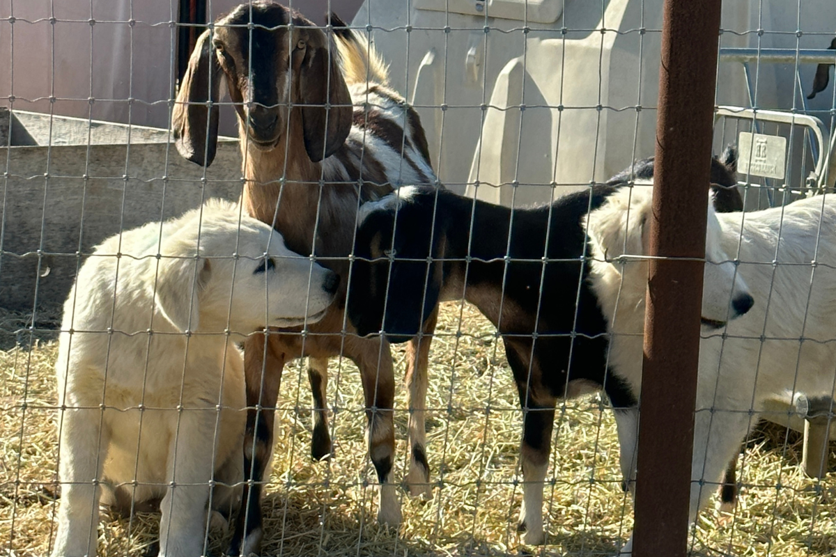Blog Featured Image In Post Landscape Image 1200 x 800 4 The Best Time to Get Livestock Guardian Dogs (Why Winter Works for Maremma Sheepdogs)