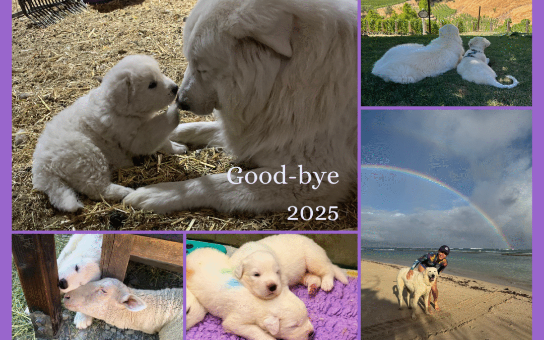 Prancing Pony Farm 2025: Honoring Olaf’s Legacy Through Loss, Growth & Professional Achievement