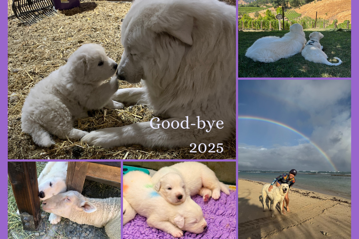 Blog Graphics 1200 x 800 3 Prancing Pony Farm 2025: Honoring Olaf's Legacy Through Loss, Growth & Professional Achievement