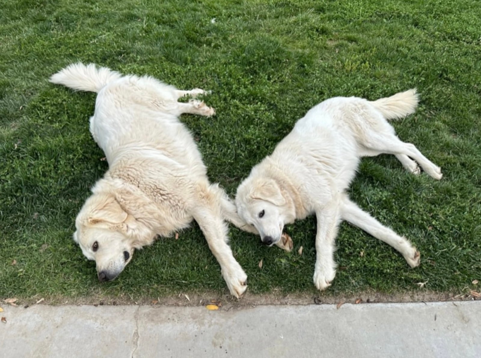 IMG 9679 Karen Pryor Academy January Sale: 20% Off Dog Training Courses