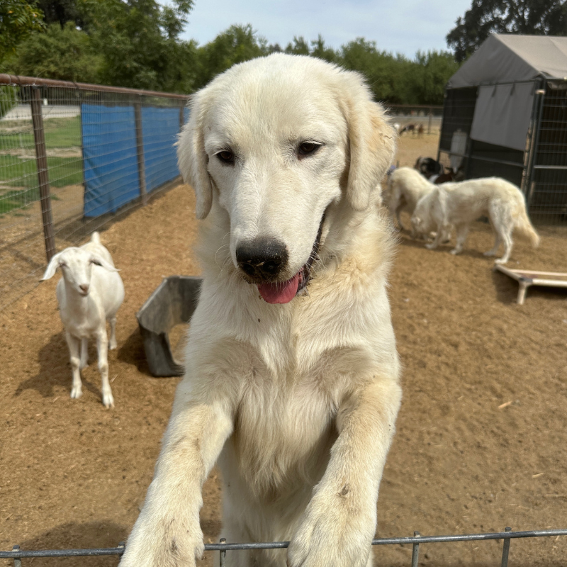 Website photos 800 x 800 2 Julian - Young Adult Neutered Maremma