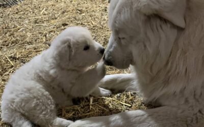 From Heartbreak to Achievement: Our 2025 Story