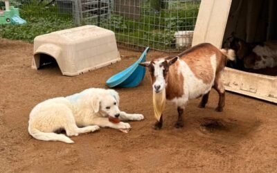 🐑🐐 You’re thinking about spring all wrong (and it could cost you)