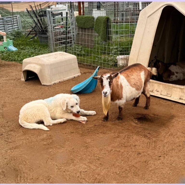 4-month-old Maremma Sheepdog with Nigerian Dwarf goat