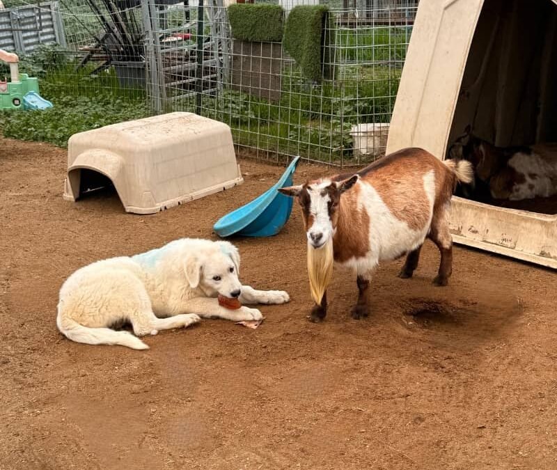 🐑🐐 You’re thinking about spring all wrong (and it could cost you)