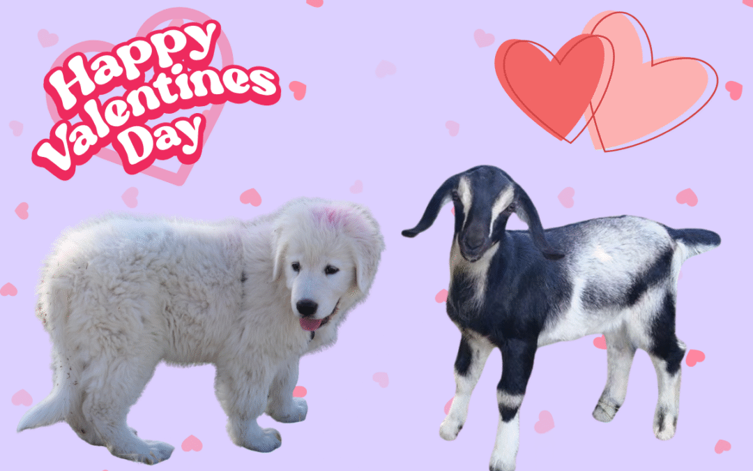 Love Your Livestock: Valentine’s LGD Special for Spring 2026