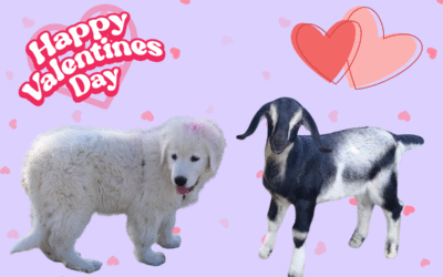 Love Your Livestock: Valentine’s LGD Special for Spring 2026