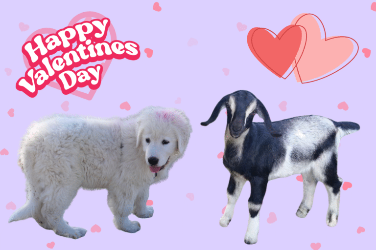 Love Your Livestock: Valentine’s LGD Special for Spring 2026