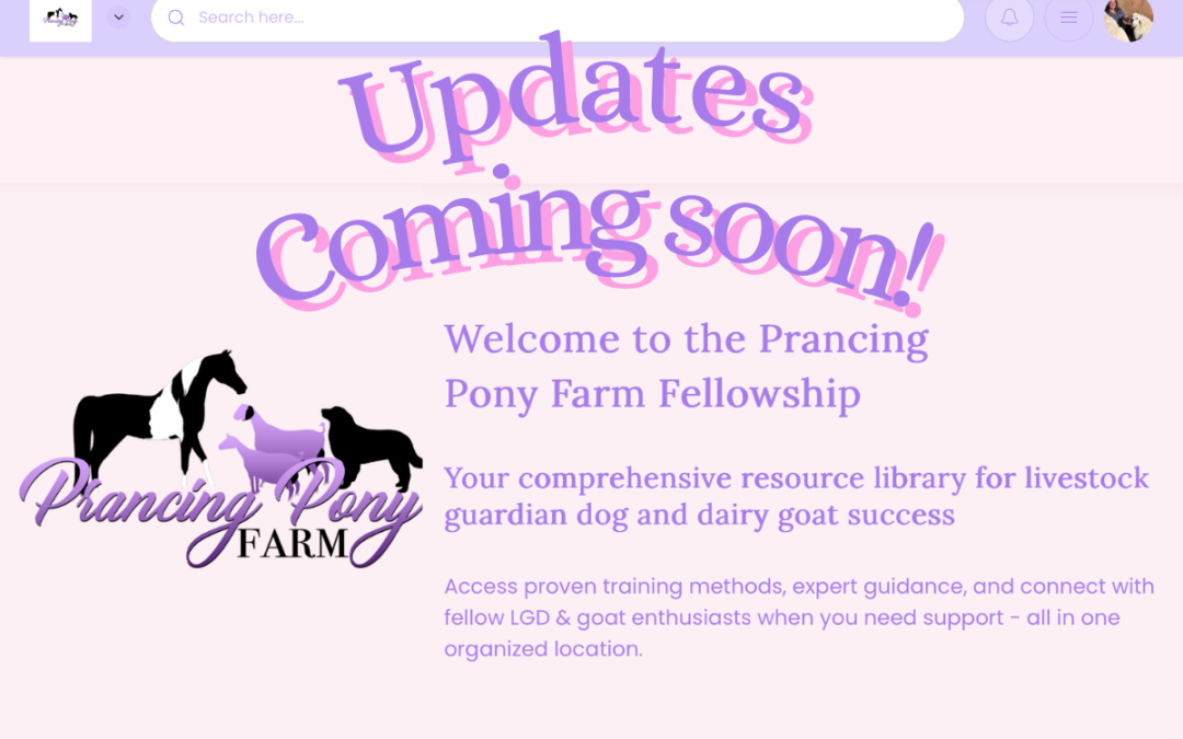 Free LGD Community Revived: Survey Results & What’s Coming for Premium Clients