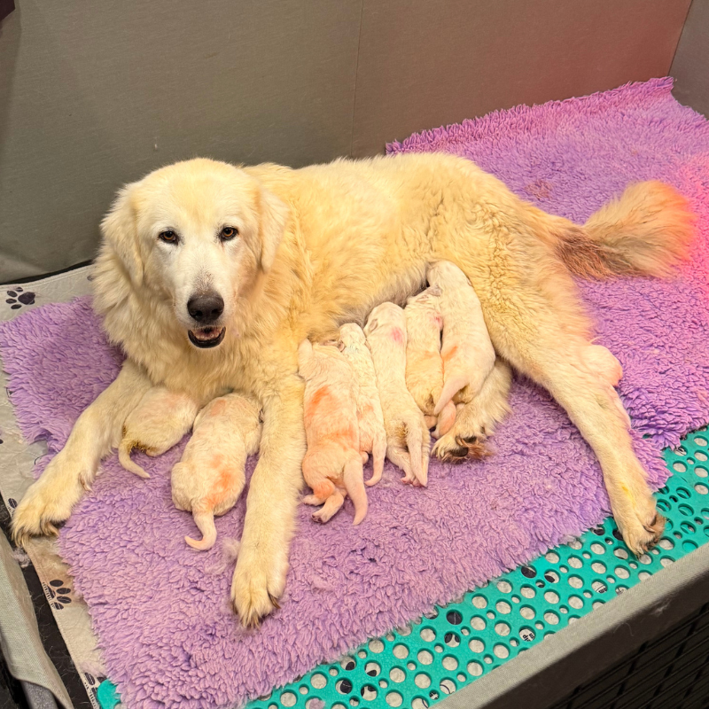 Website photos 800 x 800 3 Available Puppies & Upcoming Litters