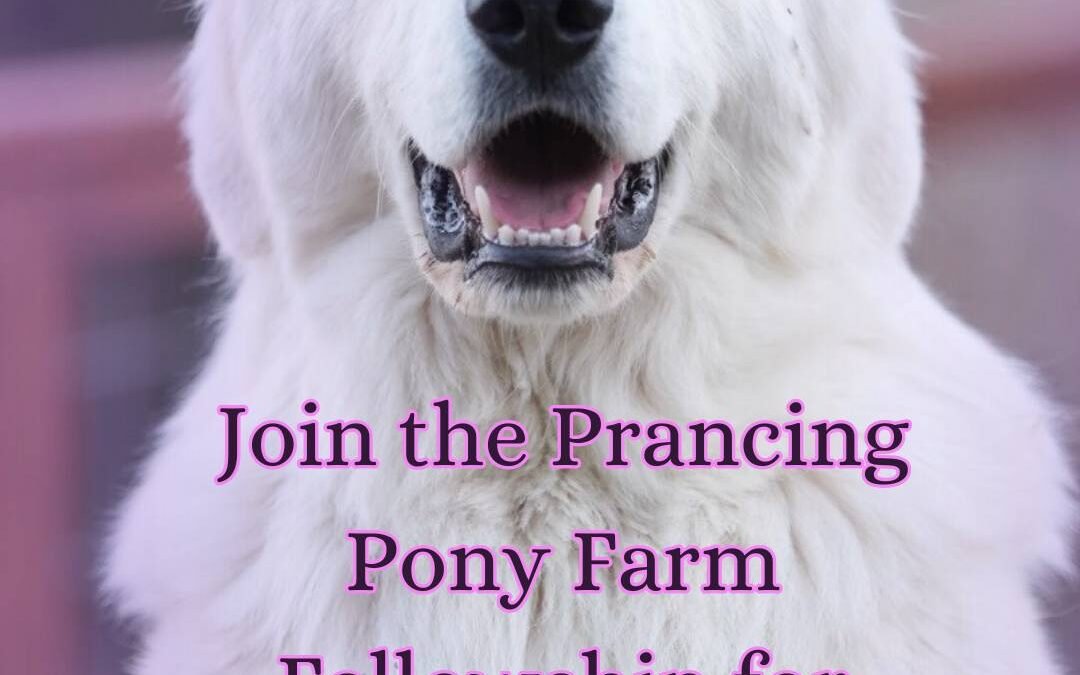 Survey results: You told me to revive what I already built (and create something exclusive)