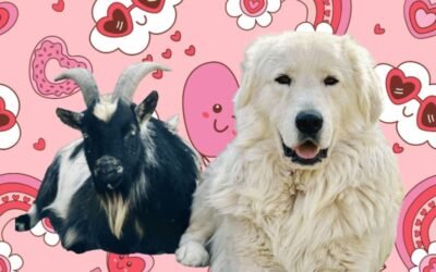 💕Love Your Livestock: Valentine’s LGD Bonuses Through Feb 14