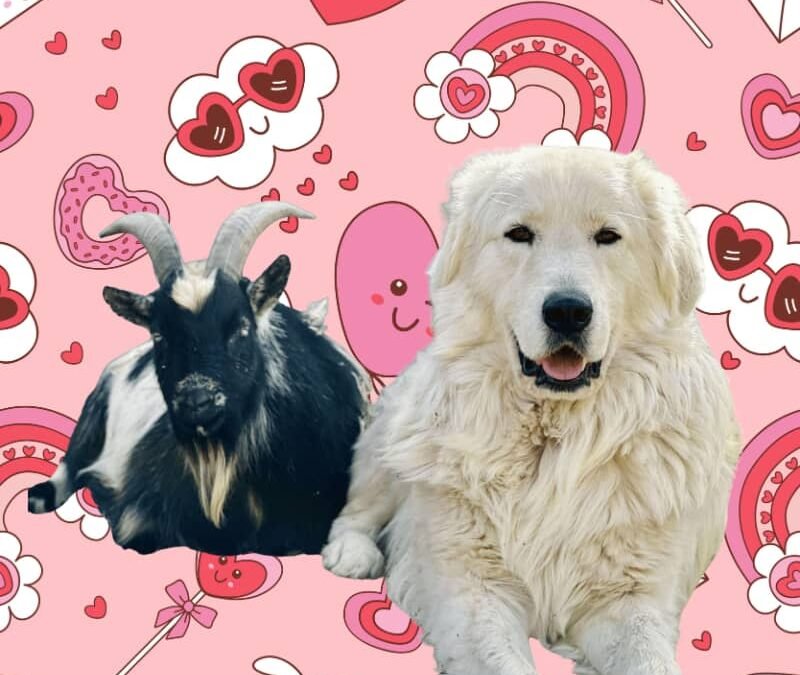 💕Love Your Livestock: Valentine’s LGD Bonuses Through Feb 14
