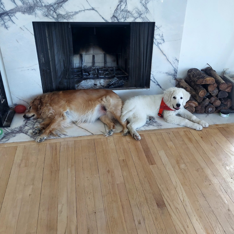 1 4 February Farm Recap: Puppies, Placements & Big Changes