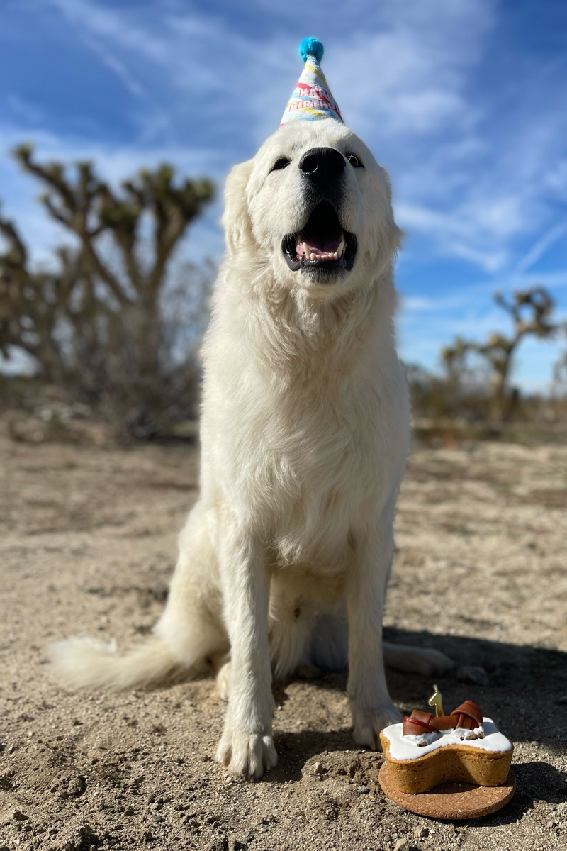 1 1 7 Maremma Match Quiz Result 5: Companion