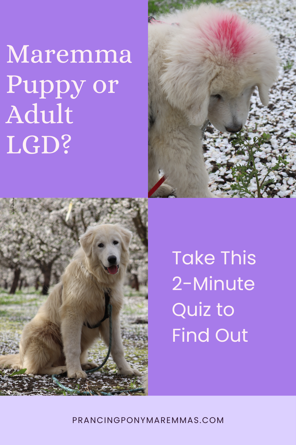 1 8 What Age Livestock Guardian Dog Should You Get? Take Our 2-Minute Maremma Match Quiz