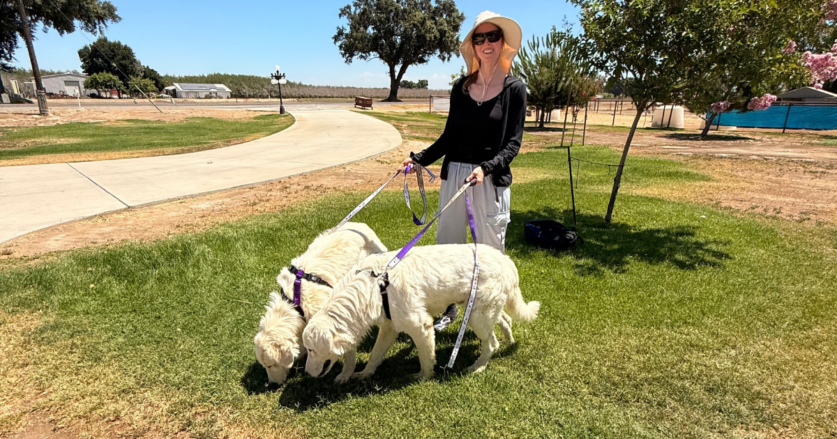 104 104 1 What If You're Not Ready When Your Maremma Puppy Is?