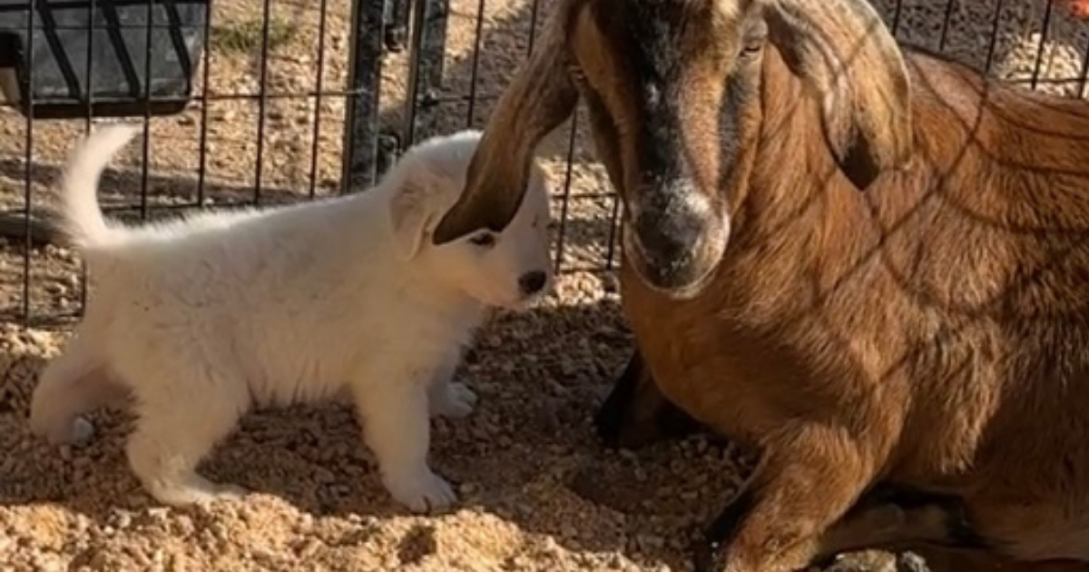 109 109 1 What If You're Not Ready When Your Maremma Puppy Is?