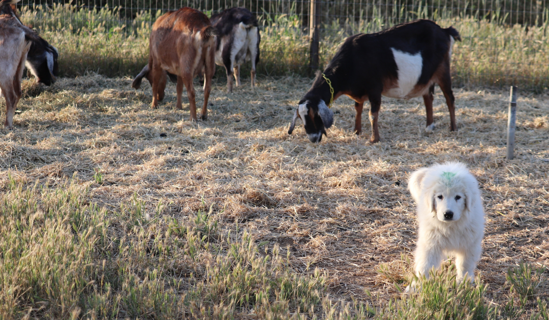 What If You’re Not Ready When Your Maremma Puppy Is?