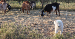 117 What If You're Not Ready When Your Maremma Puppy Is?