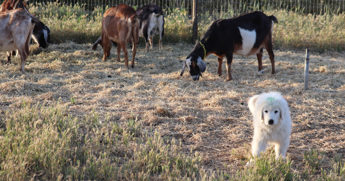 What If You’re Not Ready When Your Maremma Puppy Is?
