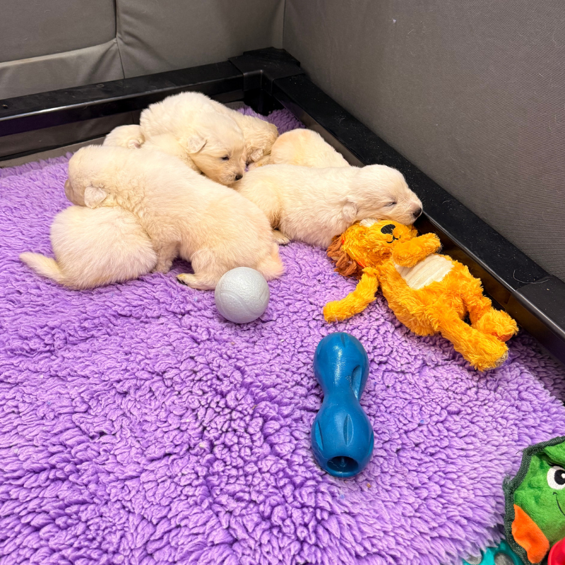 12 2 February Farm Recap: Puppies, Placements & Big Changes