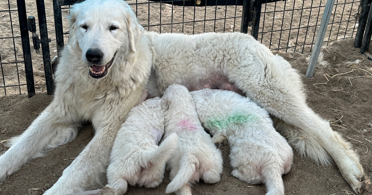 123 1 Why Ethical Livestock Guardian Dog Breeding Matters Despite Challenges
