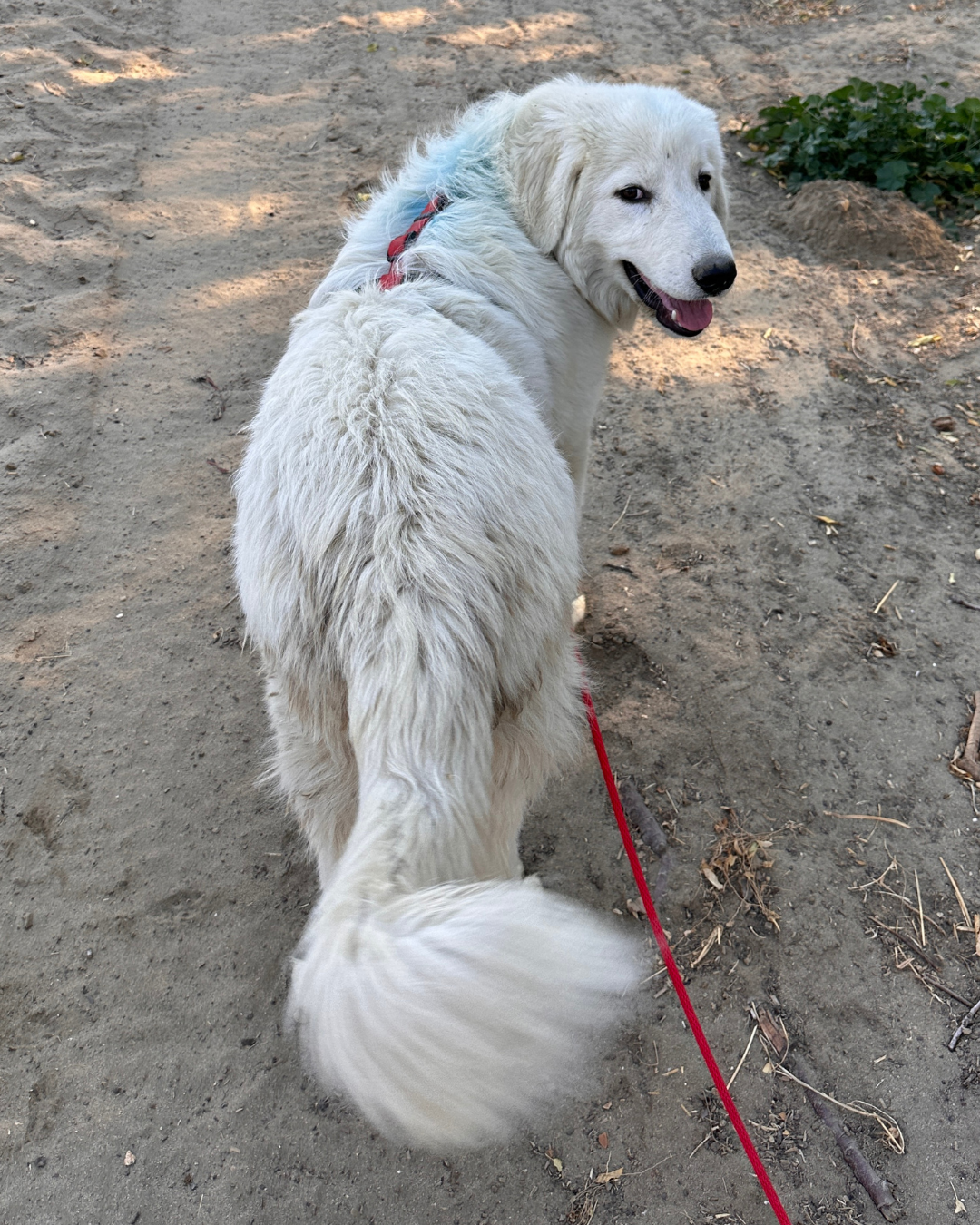 16 16 Special Placement Maremmas