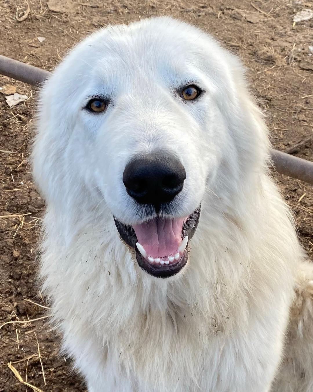 17 The Dial Method®