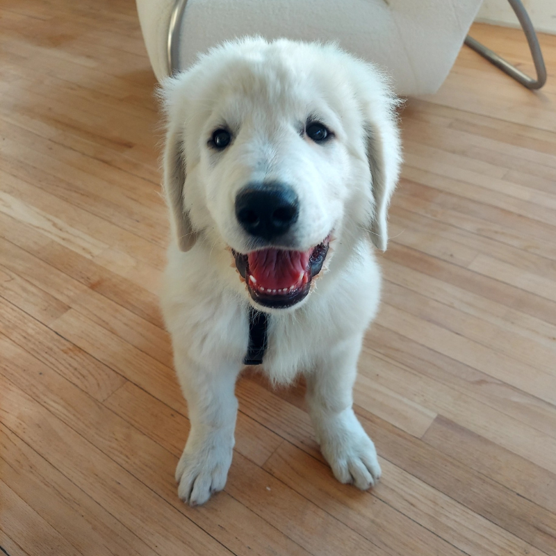 2 2 4 LGD Skin Problems: What’s Normal for Livestock Guardian Dogs?