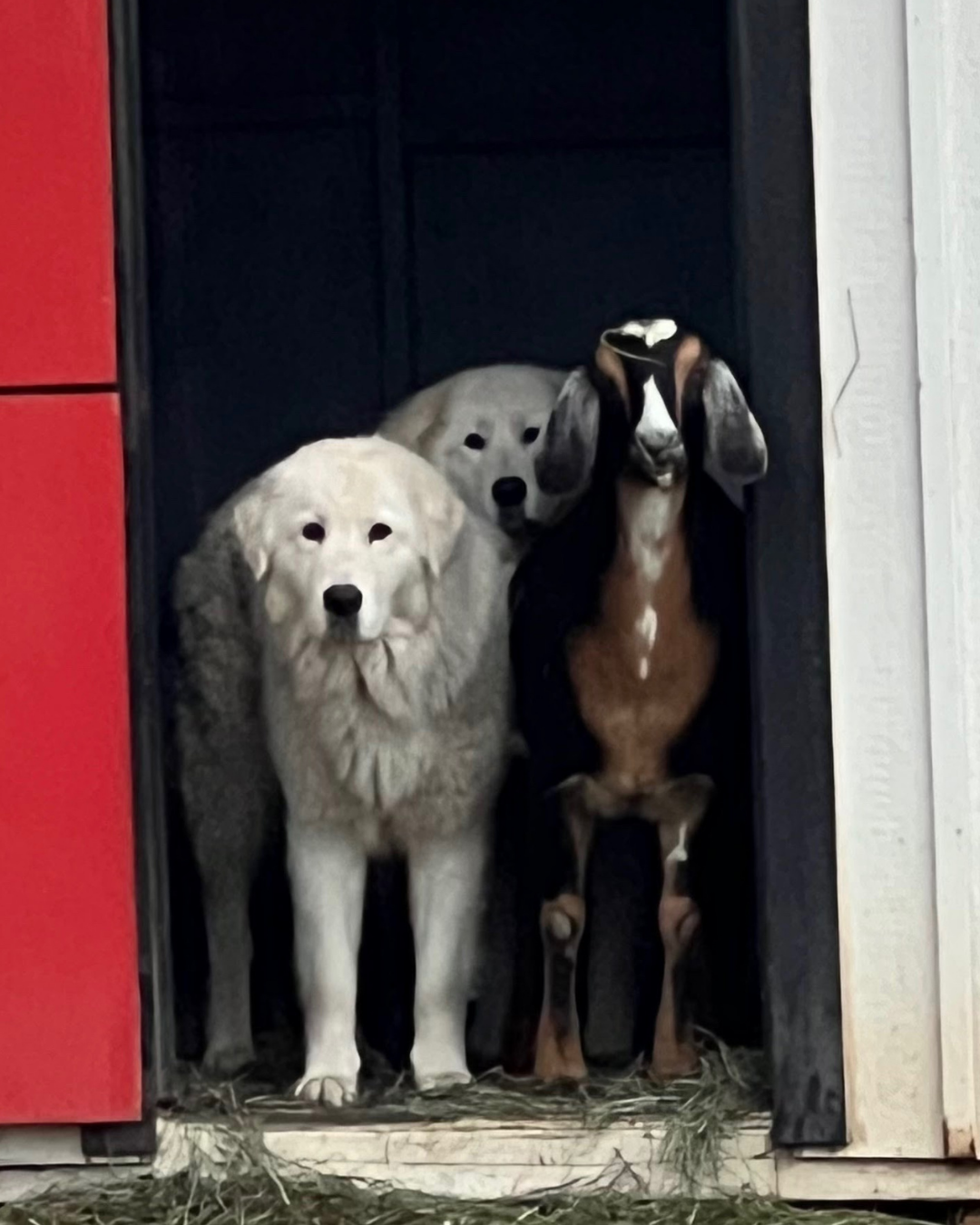 21 1 Maremma Match Quiz Result 4: Add to Team