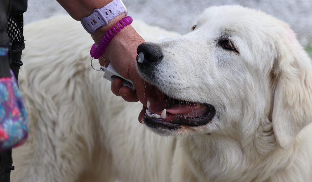 Why I Recommend Karen Pryor Academy Dog Trainer Foundations to Every Maremma Sheepdog Owner