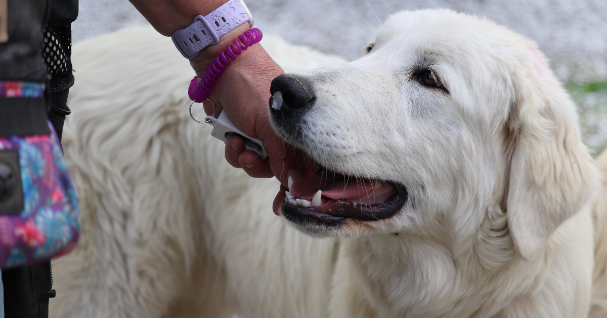 Why I Recommend Karen Pryor Academy Dog Trainer Foundations to Every Maremma Sheepdog Owner