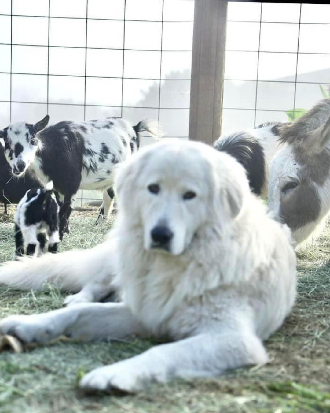 23 Maremma Match Quiz Result 4: Add to Team